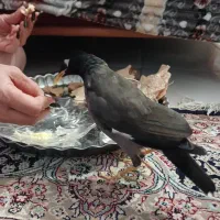 مینا سخنگو|پرنده|مشهد, وکیل‌آباد|دیوار