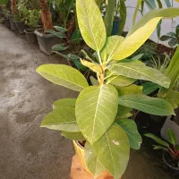 گل فیکوس آلتیسما|گل و گیاه طبیعی|مشهد, خرم آباد|دیوار