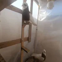 کفتر کبوتر.طوقی با جوجه سار چینی سینه مشدی.