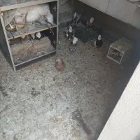 کبوتر طوقی