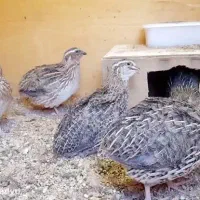 بلدرچین تخم گذار خانگی