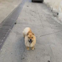 سگ گمشده|سگ|کرمان, |دیوار