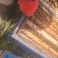 پخش عسل و نوره