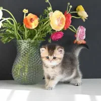 پیش فروش بریتیش