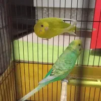 جفت مرغ عشق هفت تخم