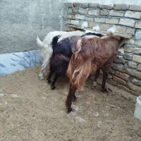 بزغاله نر