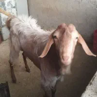 بزغاله نر