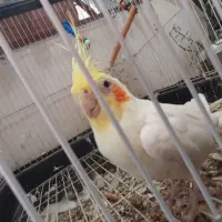 عروس هلندی|پرنده|فومن, |دیوار