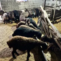 گوسفند بره هموهترو مال داشتی