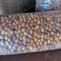 قصب سفید تازه|حراج|خفر, |دیوار