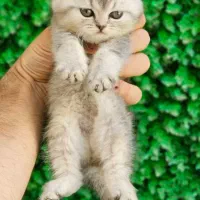 گربه های ملوس