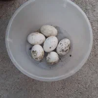 تخم غاز و اوردک