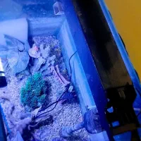 آکواریوم شیشه خم|ماهی|پاکدشت, پاکدشت (مامازند)|دیوار