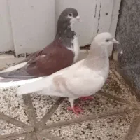 کبوتر جفت گاه