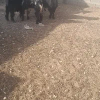 فروش کهره نر