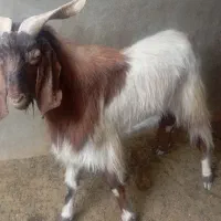 پازن گوشتی زیر قیمت|حیوانات مزرعه|سعدآباد, |دیوار