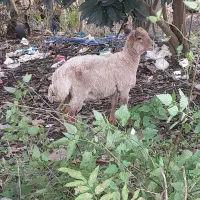 گوسفندنرگوشتی