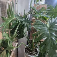 گل مطب رستوران دفاتر ادارات|گل و گیاه طبیعی|مینودشت, |دیوار