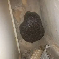 ۲کیلو عسل کوهی