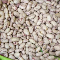 فروش لوبیا چیتی