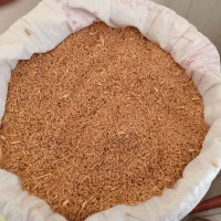 فروش گندم بذری قابوس