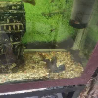 ماهی لجن خوار خرگوشی