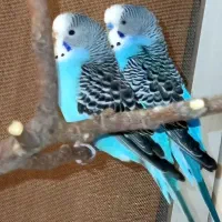 مرغ عشق اسپانگل جفت مولد کارداده