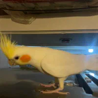 عروس هلندی سخنگو|پرنده|فردیس, شهرک ناز|دیوار