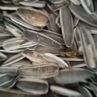 تخمه فندقی 80کیلو است وتخمه دانه بلند ژاپنی|خوردنی و آشامیدنی|تربت جام, شهید مدرس|دیوار