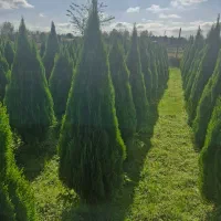 سرو کامیس نوکدار (عمده)|گل و گیاه طبیعی|رضوانشهر, |دیوار