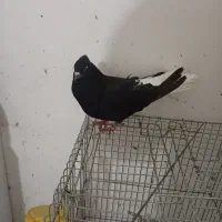 پرنده|پرنده|خرم‌آباد, |دیوار