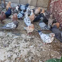 تعداد 36عدد کبوتر همه رقم برا فروش|پرنده|کبودرآهنگ, |دیوار