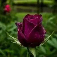 فشیال تخصصی وپاکسازی پوست