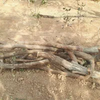 چوب و الوار خشک از درخت های بادام و به|عمدهفروشی|شاهینشهر, گزبرخوار|دیوار