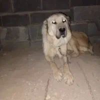 لاس سراب|سگ|اصفهان, بهارستان (مخابرات)|دیوار