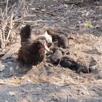 اردک ها  و جوجه ها و خروس و مرغ ها