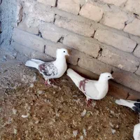 نرو ماده پلنگ میل سرخ|پرنده|دورود, |دیوار