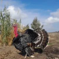 ۶ عدد بوقلمون برنز