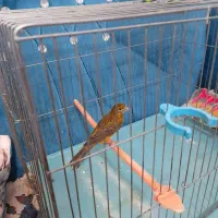 قناری ماده ترکیه ی