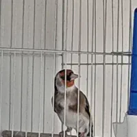 سلام خدمت عزیزان و سروران عزیز عشق باز|پرنده|سامان, |دیوار