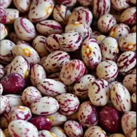 فروش لوبیا دست چین شده به صورت عمده