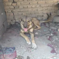 واگذاری ماده پژدر|سگ|ملایر, |دیوار