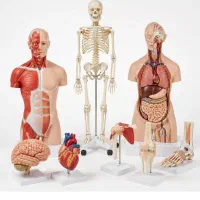 تولیدی مولاژ و مدل های آناتومی