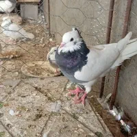 کبوتر