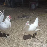 ۵ عدد مرغ گلین به همراه یک خروس گلین