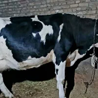 گاو و گوساله ماده