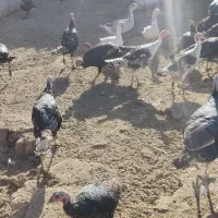 بوقلمون برنز و قوغاز