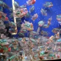 فروش ویژه جوجه فلاورهورن وارداتی نژاد رِد دراگون|ماهی|کرمان, |دیوار