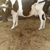 فروش گاو شیری آرام مخصوص در خونه|حیوانات مزرعه|کوخرد هرنگ, |دیوار