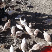 جوجه غاز بوقلمون مرغ|حیوانات مزرعه|احمدسرگوراب, |دیوار